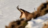 chamois 13 02 2023 (1)