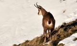 chamois 13 02 2023 (3)