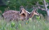 chamois 24 06 2024 (2)
