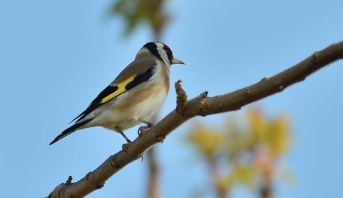chardonneret élégant 05 04 2025