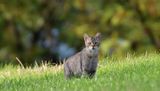 chat forestier 04 08 2023 (2)