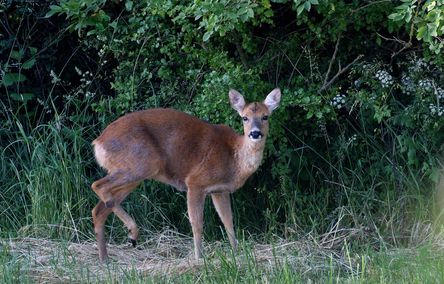 chevreuil 24 05 2025