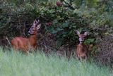 couple de chevreuil 01 08 2023