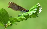 demoiselle 30 05 2024 (1)