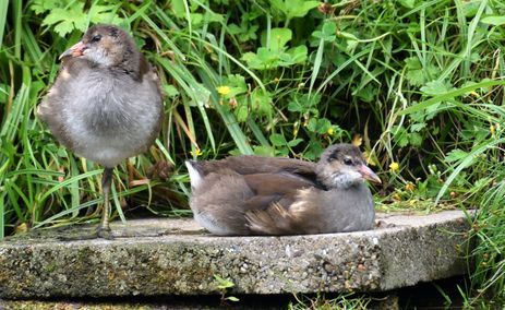 gallinule poule d'eau (jeunes)29 07 2025