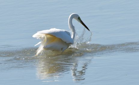 grande aigrette 05 04 2025 (1)