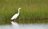 grande aigrette 17 06 2023