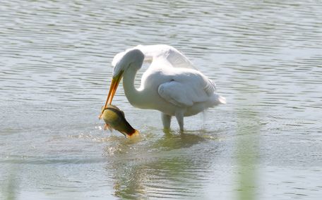 grande aigrette 19 06 2025 (1)