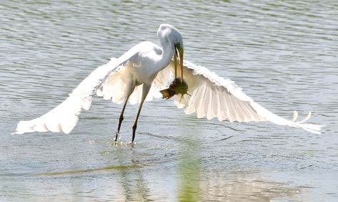 grande aigrette 19 06 2025 (2)