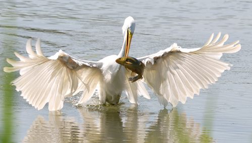 grande aigrette 19 06 2025 (3)