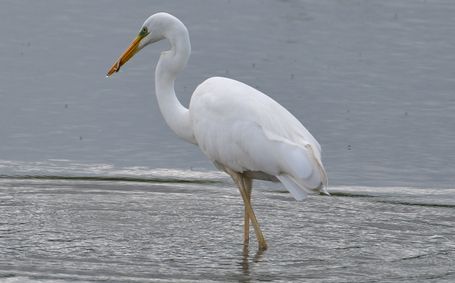 grande aigrette 27 05 2025