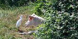 héron garde boeuf 18 06 2023 (1)