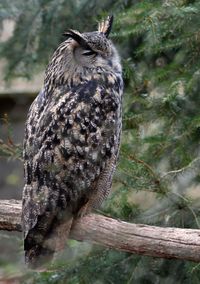 hibou grand duc 21 02 2025