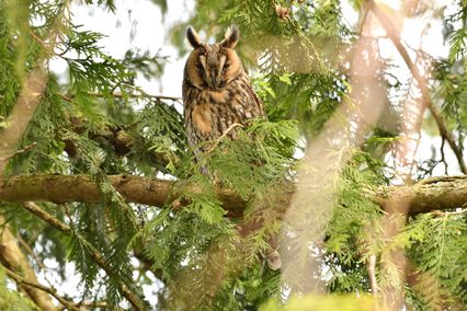 hibou moyen duc 21 03 2025