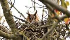 hibou moyen duc 26 04 2023