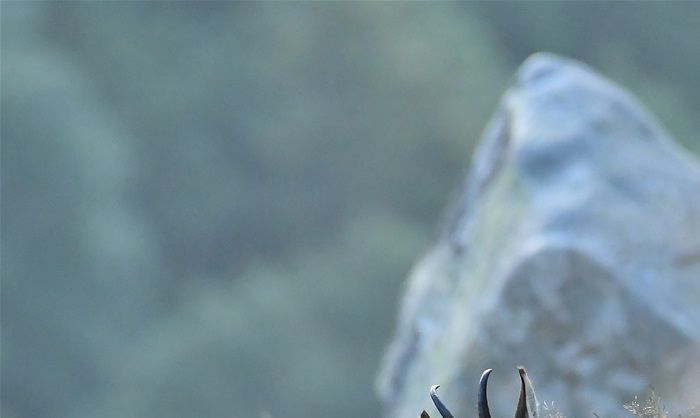 chamois