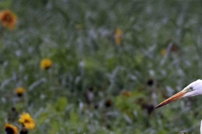 aigrette