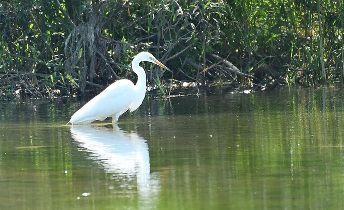 grande aigrette