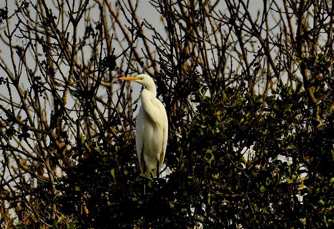 grande aigrette