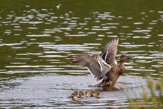 Maman colvert avec ses petits