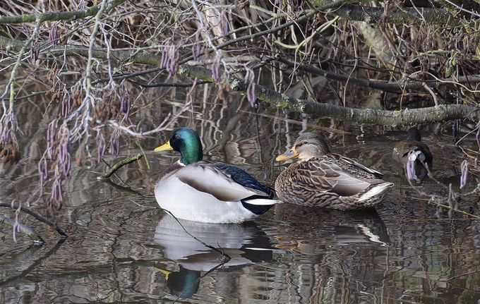 couple de colverts