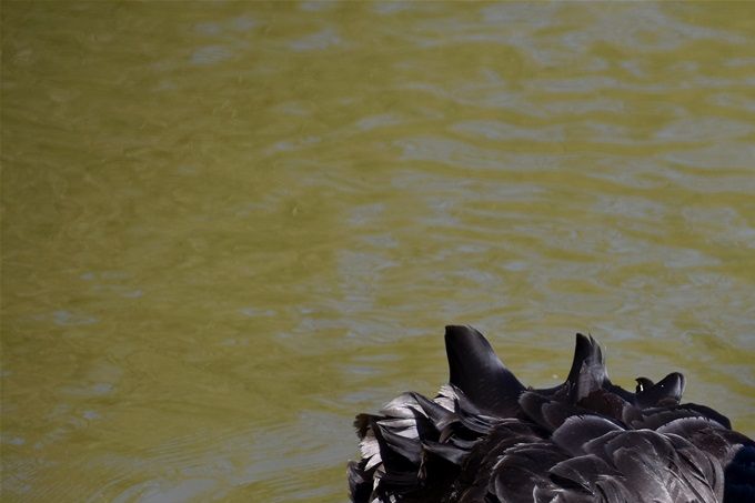 cygne noir