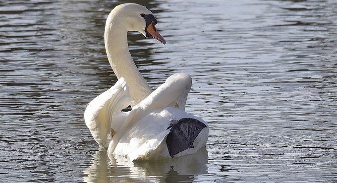 cygne tuberculé