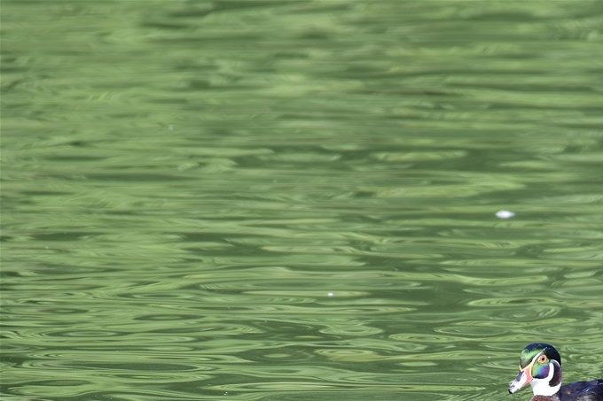 canard carolin