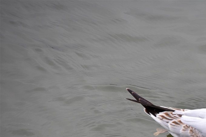 mouette rieuse