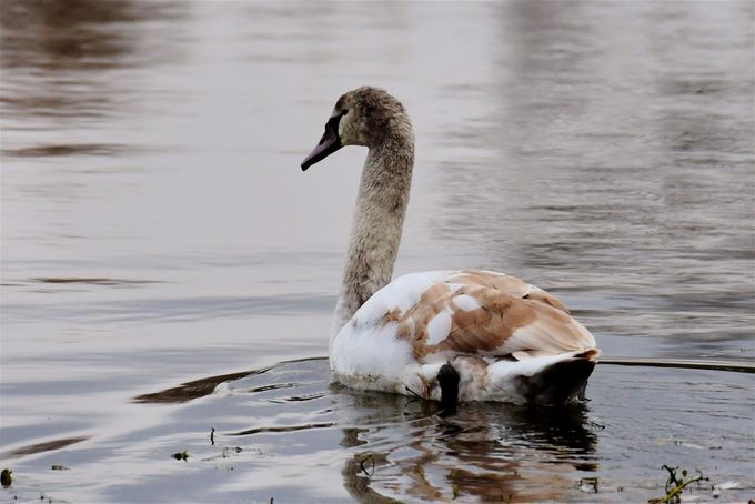jeune cygne tuberculé