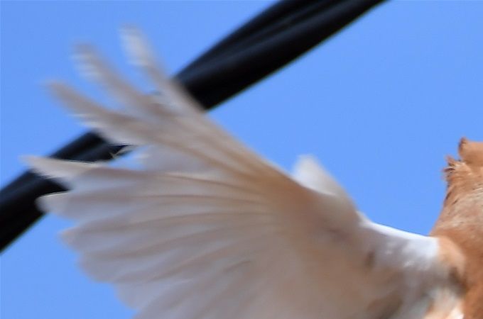 pigeon