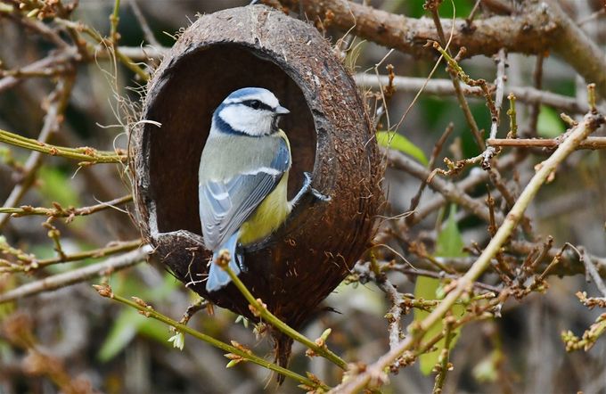 mésange bleue