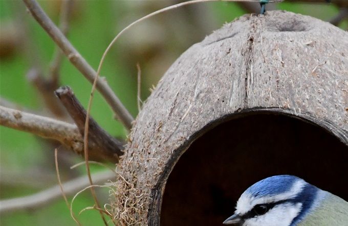 mésange bleue