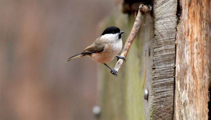 mésange nonnette