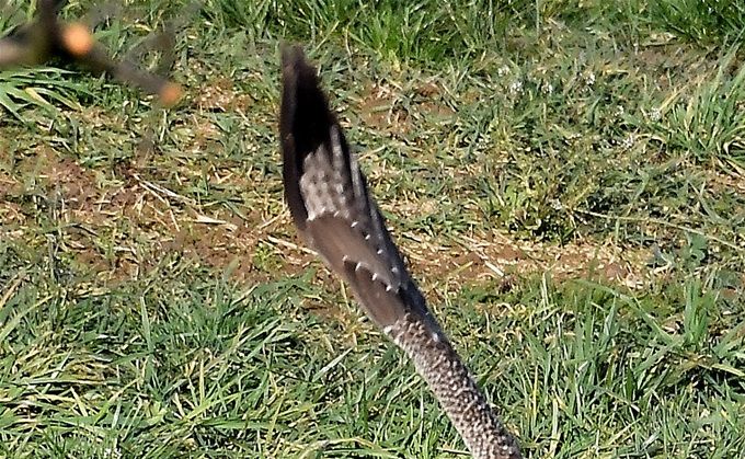 buse variable