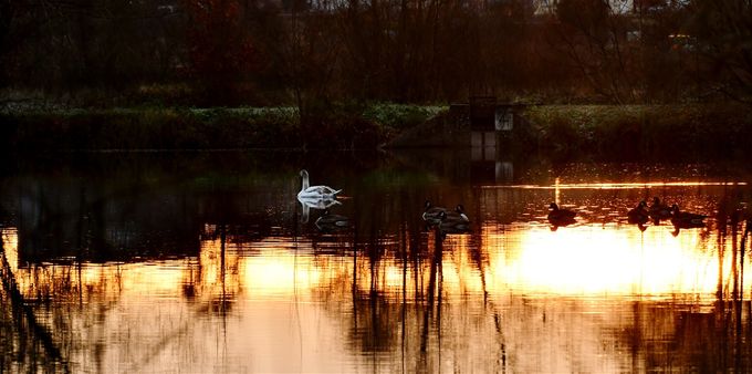 cygne tuberculé et bernaches du Canada au lever du jour