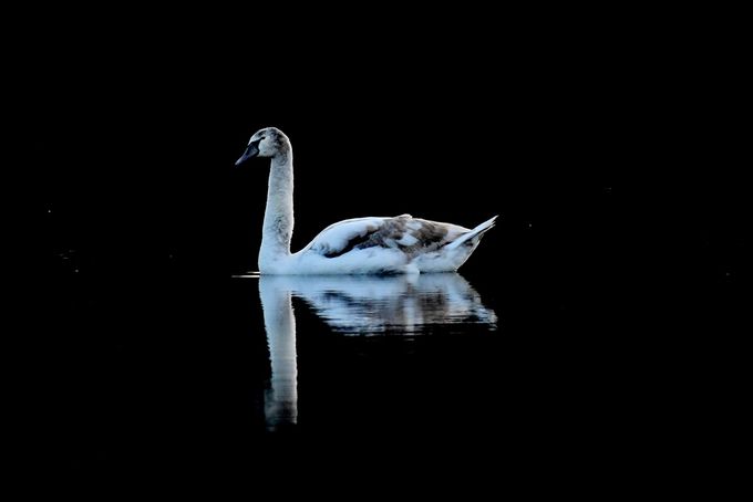 jeune cygne tuberculé
