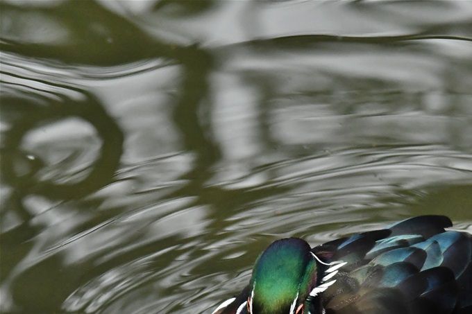 canard carolin
