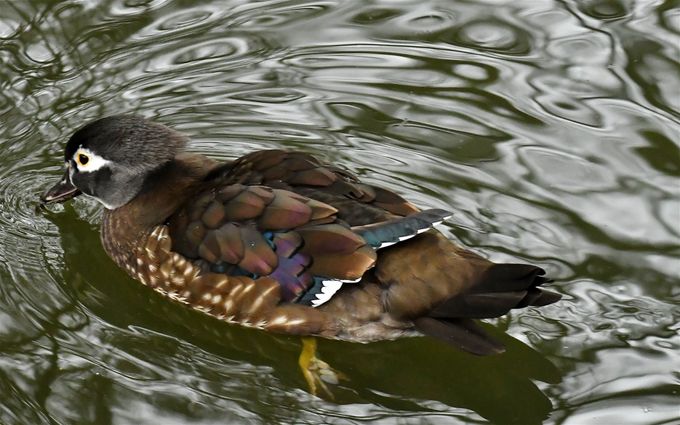 canard carolin