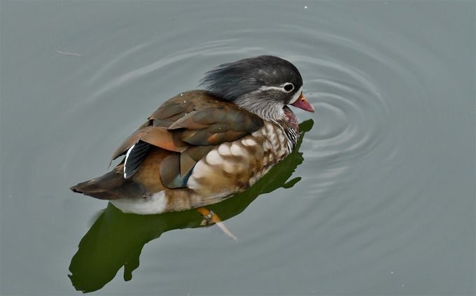 canard mandarin