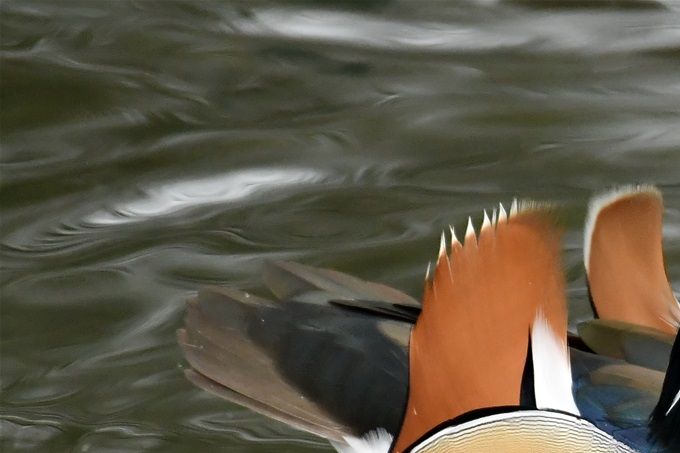 canard mandarin