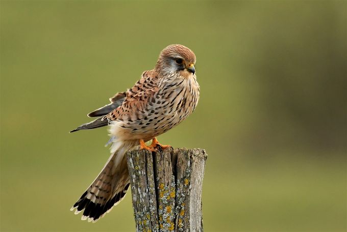 faucon crécerelle