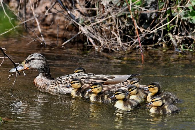 famille canard colvert