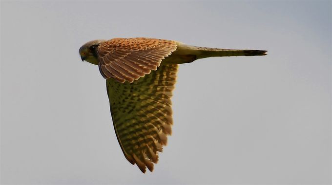 faucon crécerelle