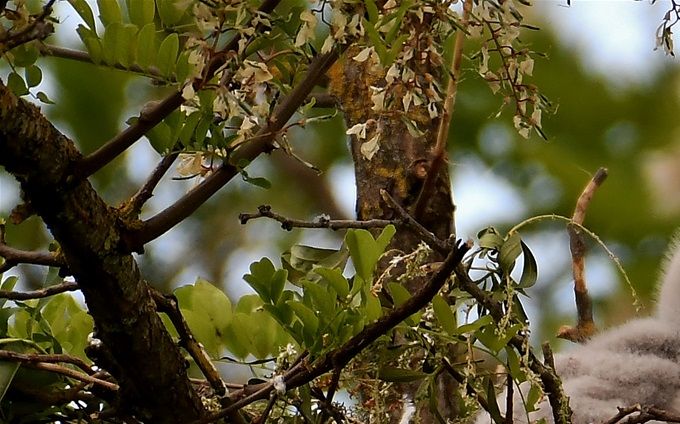 jeune buse variable