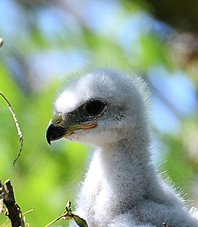jeune buse variable