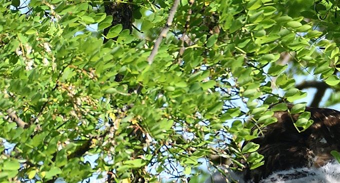famille buse variable