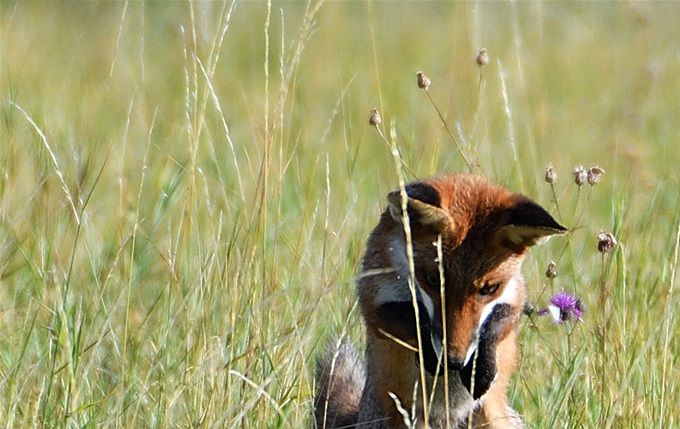 mulotage du renard roux