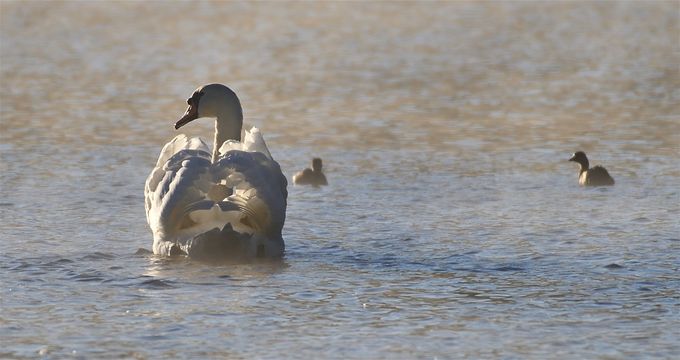 cygne tuberculé