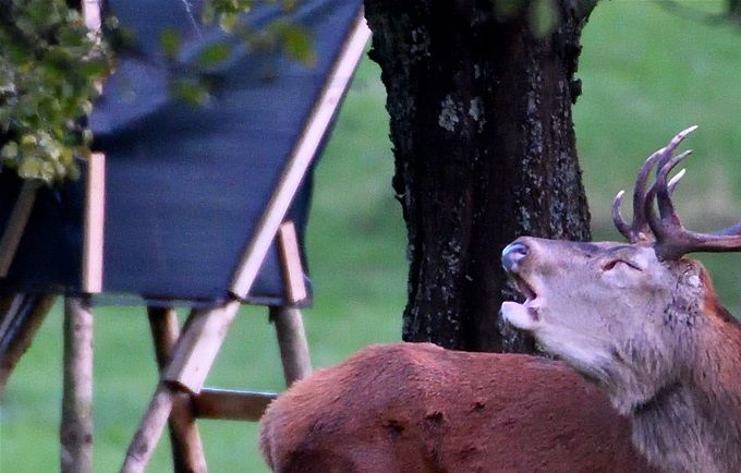 cerf élaphe qui brame